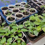 Când pământul încă doarme și răsadurile sunt deja pregătite: secretele pervazului din februarie cand-pamantul-inca-doarme-si-rasadurile-sunt-deja-pregatite-secretele.jpg