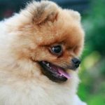 Ce se întâmplă dacă câinele tău te linge constant: limbaj al dragostei sau diagnostic de urgență ce-se-intampla-daca-cainele-tau-te-linge-constant-limbaj.jpg