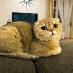 Ce se întâmplă dacă o pisică este hrănită doar cu hrană uscată: mitul umidității și al rinichilor atacați ce-se-intampla-daca-o-pisica-este-hranita-doar-cu.jpg