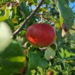 Ce se întâmplă dacă un măr nu este tăiat timp de zece ani: arta de a modela coroana fără teamă ce-se-intampla-daca-un-mar-nu-este-taiat-timp.jpg