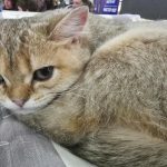 Cum alege o pisică favorita familiei: alchimia dintre temperament și program cum-alege-o-pisica-favorita-familiei-alchimia-dintre-temperament-si.jpg