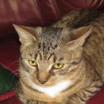 De ce o pisică îți aduce jucării în pat: un cadou nocturn sau un semnal de alarmă de-ce-o-pisica-iti-aduce-jucarii-in-pat-un.jpg