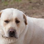 De ce vă urmărește un câine bătrân: anxietatea geriatrică și găsirea unui punct de sprijin de-ce-va-urmareste-un-caine-batran-anxietatea-geriatrica-si.jpg